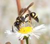 Eumenes sp.